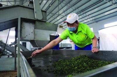 修文縣六屯鎮 以茶帶旅、以旅興茶、茶旅富民，譜寫鄉村振興新篇章